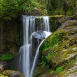 Profile photo of Sueli Pereira